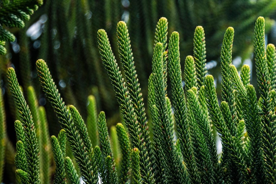 is norfolk island pine an monocot or dicot